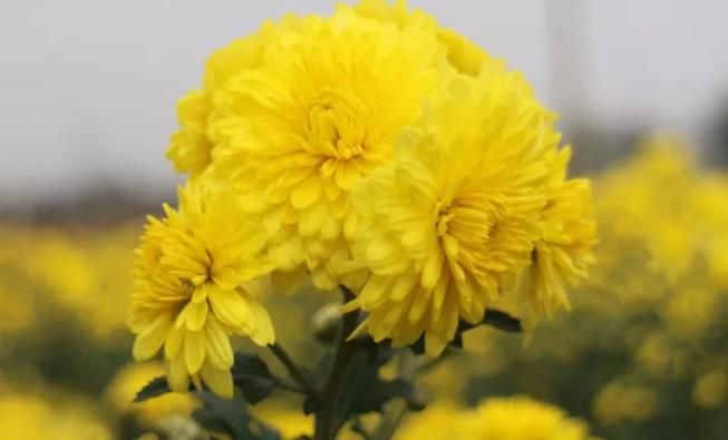 千畝云臺冰菊盛開，誠邀您蒞臨免費參觀！