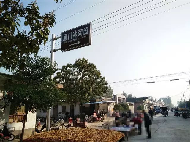 如何找到云臺冰菊？怎樣找到云臺冰菊？